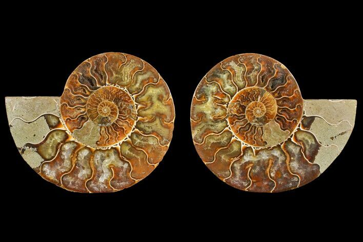 Agate Replaced Ammonite Fossil - Madagascar #150903